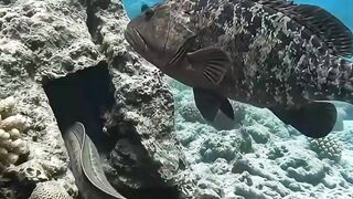 belut listrik ikan kerapu video