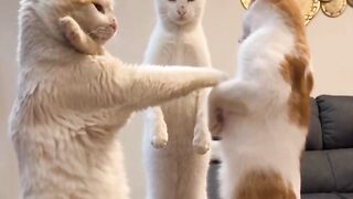 Cat dance 22