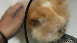 Kucing Persia