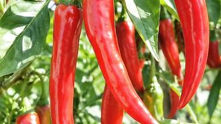 Chili Life Cycle 🌱🌶️🌶️