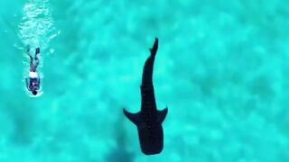 berenang sama ikan