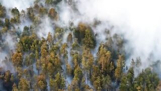 Kebakaran Hutan Kalimantan