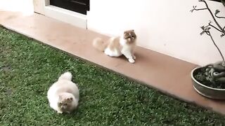 PERSIAN CAT