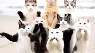 cute cat 67