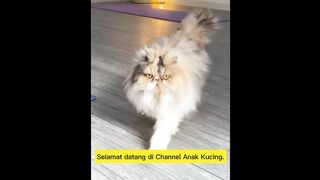 Persia Peaknose vs Persia Flatnose