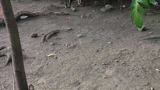Sound of cats fighting