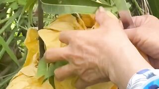 Ternyata Daging Mangga Ini Tebal dan Kuning Emas