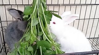 Kelinci paling suka makan lalapan hijau
