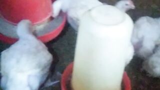 Chicken raise in a simple khola