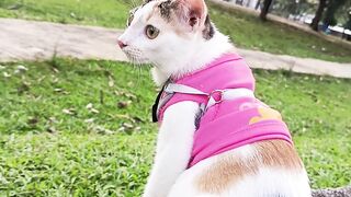 Beautiful cat 21