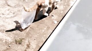 KUCING BURONAN