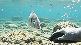 This Fish Came So Close! 😱🌊 | Amazing Underwater 4K 2
