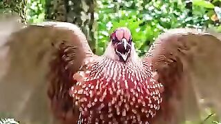 Birds creativity