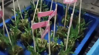 Semai bibit kangkung