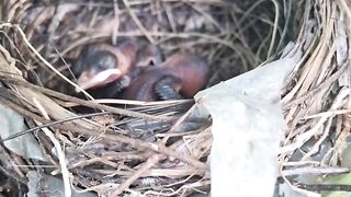 Tiny Baby Birds Nestled Safely in Their Cozy Nest