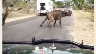 African wild beest and the lion on a fight.