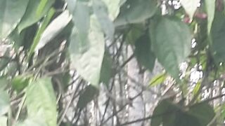 basorlota tree