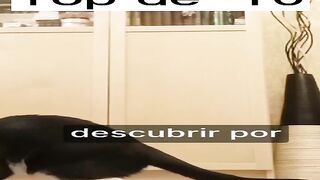 ¿Alguna vez te has preguntado qué es realmente tu gato y por qué se comporta como lo hace?