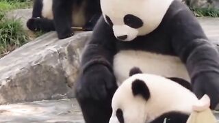 Ci panda 2