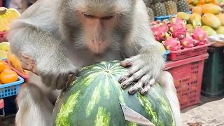 Comedy video 5 2