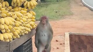 Comedy video 10 2