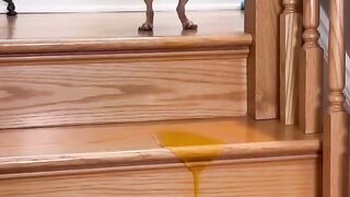 Comedy video 11 2