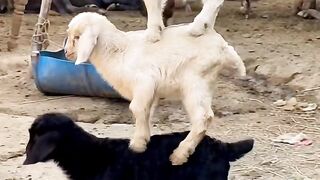 Comedy video 12 2