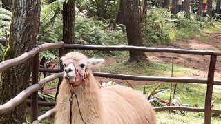 Alpaca  in the forest