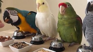 Comedy video one
