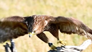 #wildlifeconservation