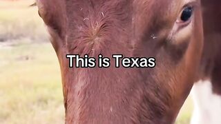 this is texas 🐂👦