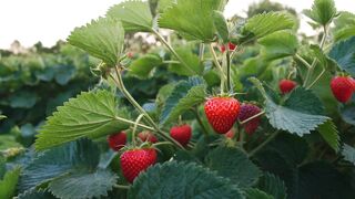 Strawberry is my favorit fruit