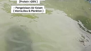 3 Main Factors That Make Catfish Eat Heartily and Grow Quickly