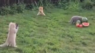 Samurai Kitten Cuts Watermelon In Half - The Cutest Sword Fight Ever!