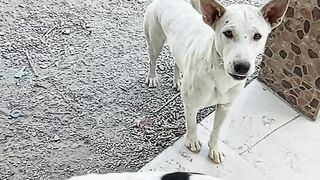 Funny Dogs 9