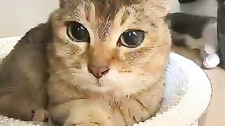 Cute cat 🐈😺