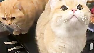 Cute cat 😺🐈 king 👑