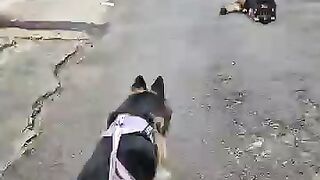 When two German shepherd meet on a walk 👑✨💖🥰