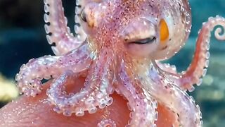 Adorable Baby Octopuses That Will Melt Your Heart! 🐙💙 #Shorts