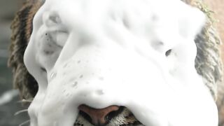 Tiger 28