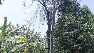 Panjat Pohon Pete