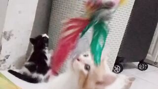 the fun of kittens playing
