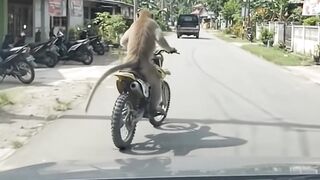 Funny monkey on the road
