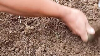 Planting Chili in My Small Backyard Garden - Village Life