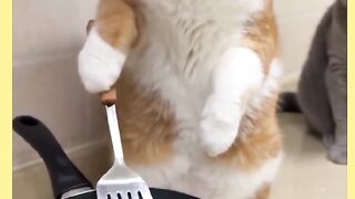 GATO MUITO GULOSO