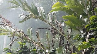 Into the Misty Jungle 🌿 | Discover Indonesia's Hidden Natural Beauty