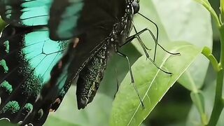 Butterfly 23