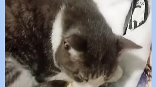 GATO JOSÉ DE BOA 2