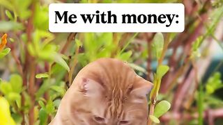 Pumpkin's Diary