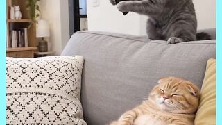 GATO APRONTANO COM OUTRO GATO 3